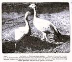 Artis 1919; australische hoenderganzen, Verzenden, Voor 1940, Gebruikt, Dier