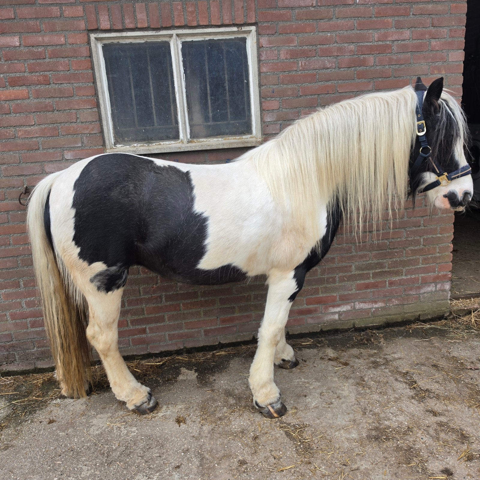 gezocht ervaren bijrijder, Ophalen of Verzenden, Nieuw