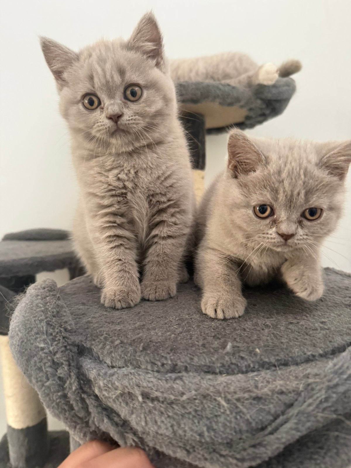 Drie nestjes Britse Korthaar/Langhaar kittens volop keuze!, Meerdere dieren, Met stamboom