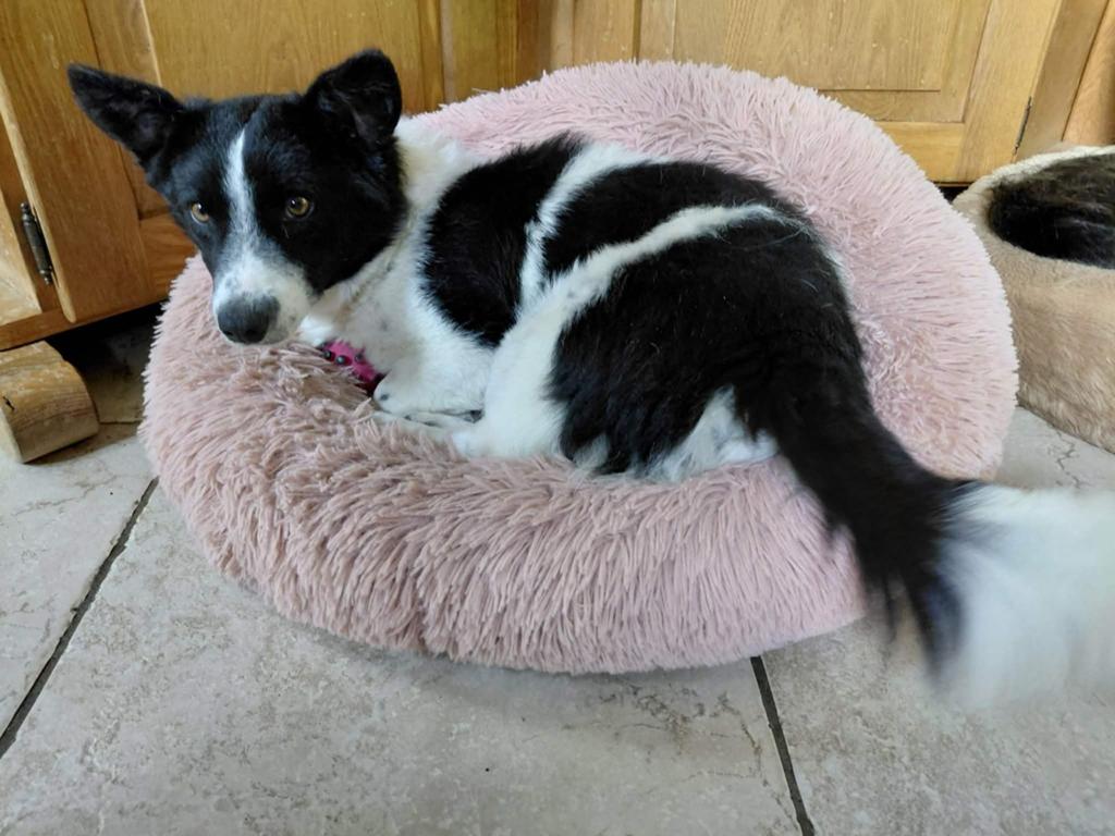 Lieve Ollie zoekt adoptie huisje, Particulier, Reu, Buitenland, Parvo