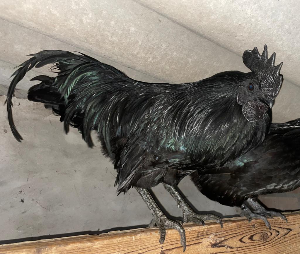 Jonge Ayam Cemani haan, natuurbroed, Dieren en Toebehoren, Mannelijk, Kip