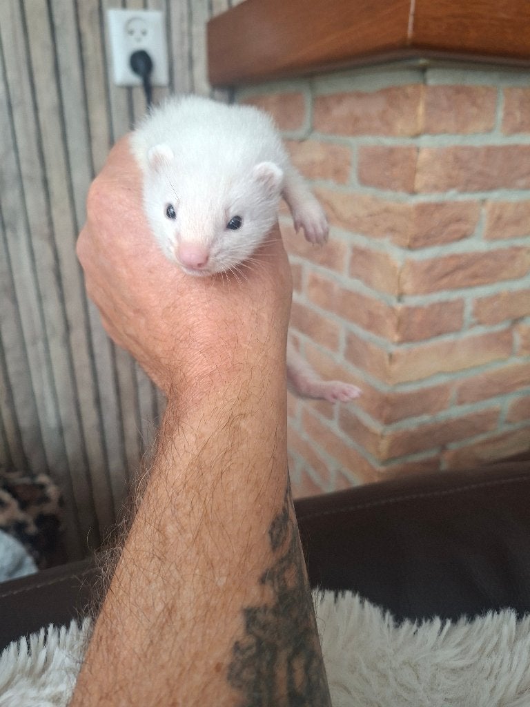 Fretten pups, Mei, Meerdere dieren