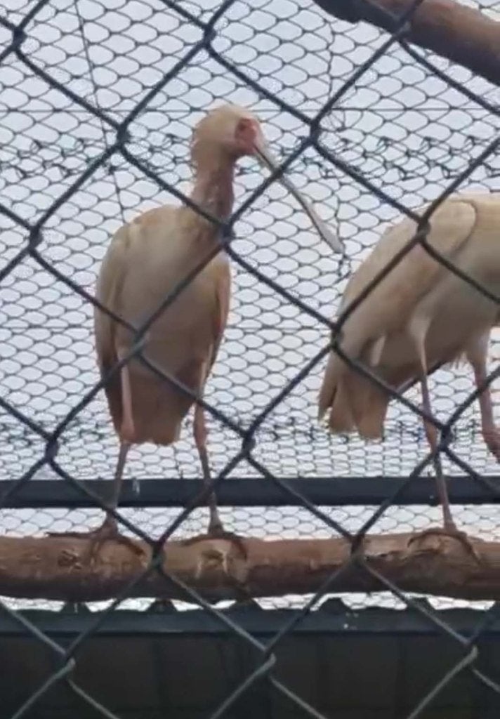 Afrikaanse lepelaar, Dieren en Toebehoren, Meerdere dieren, Tropenvogel, Geringd