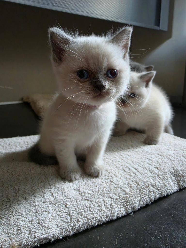 Britse korthaar kittens, Dieren en Toebehoren, Meerdere dieren