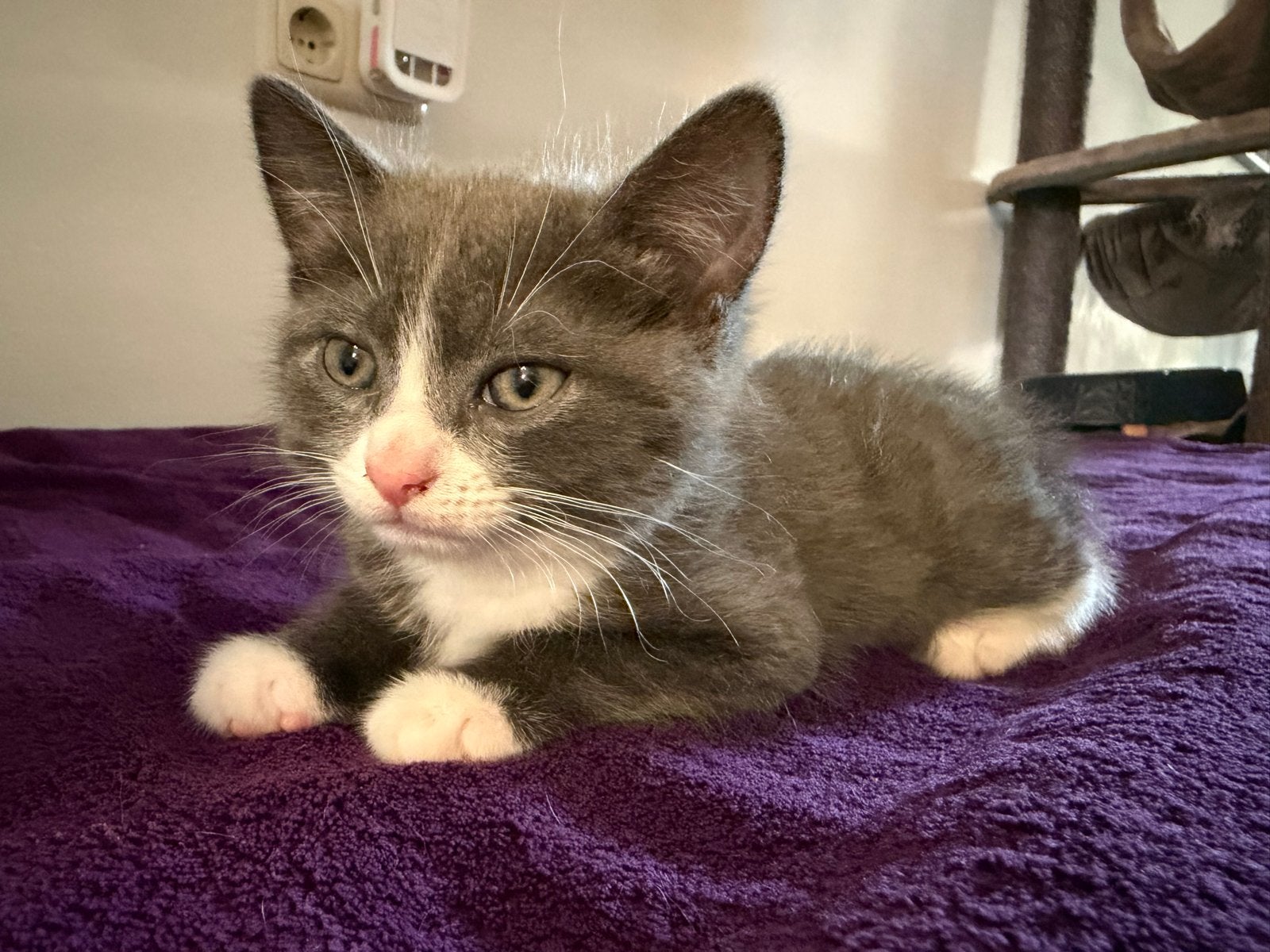 Noorse/siberische boskat, Kater