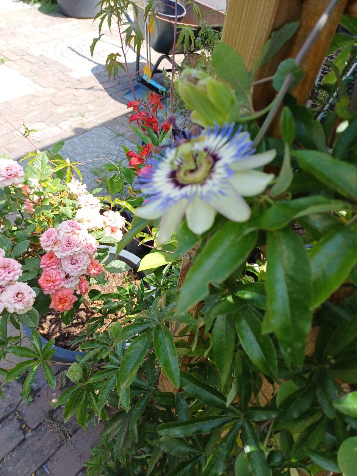 Passiflora Caerulea zaden, Ophalen of Verzenden, Gehele jaar, Volle zon, Zaad