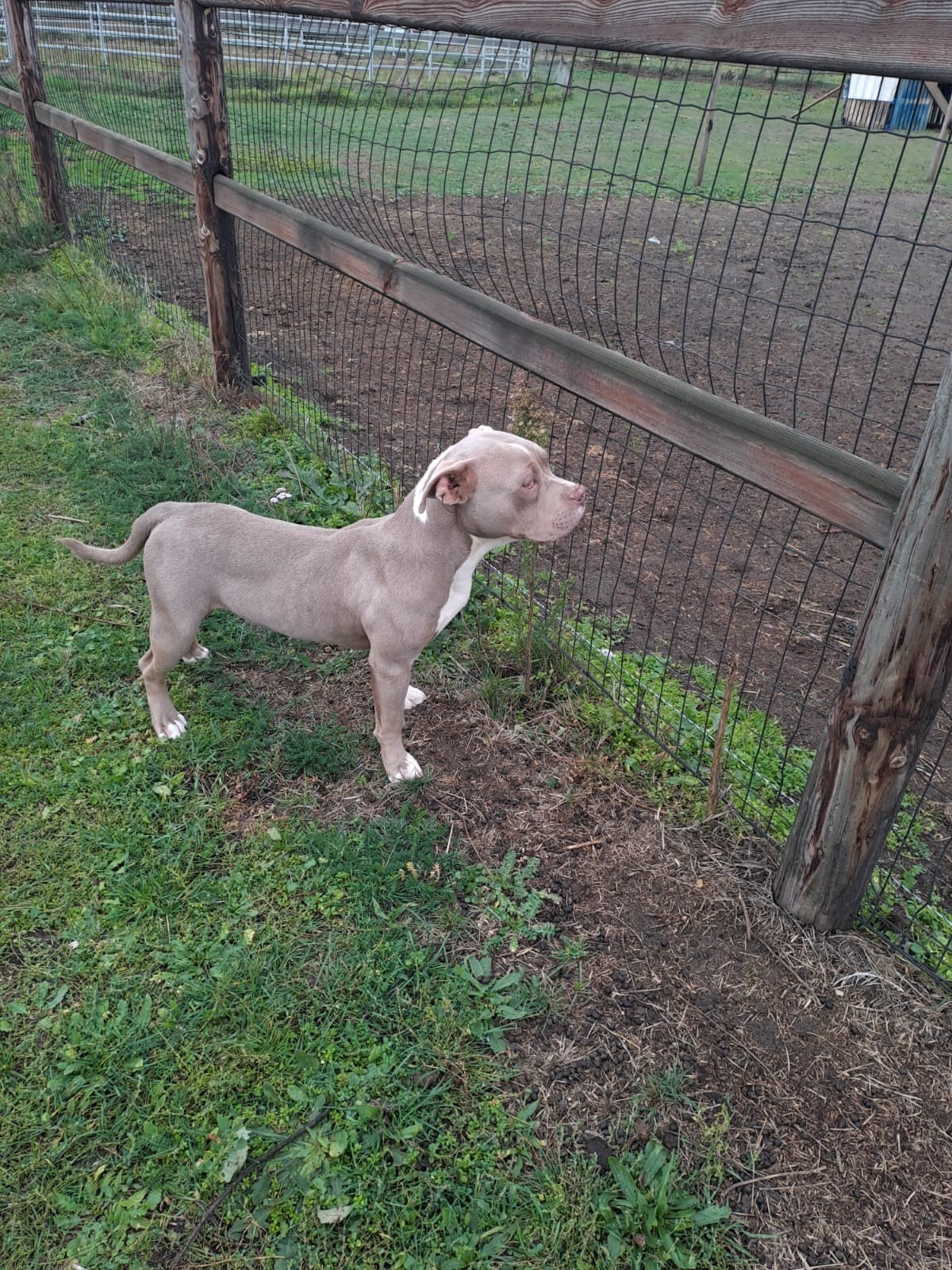 Lilac American Bully, Dieren en Toebehoren, België, Particulier, 15 weken tot 1 jaar, Reu