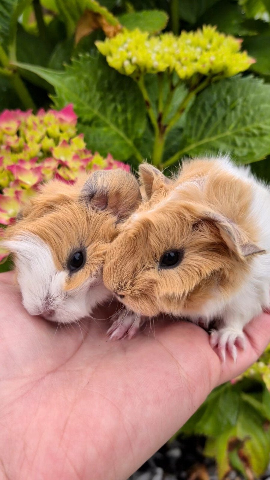 Schattige en tamme baby borstel cavia's zeugje en beertje, Dieren en Toebehoren, Knaagdieren, Cavia, Juni, Meerdere dieren, Tam
