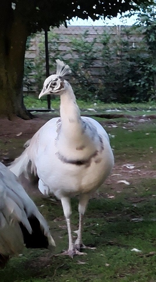 Silverpied pauw haan, Mannelijk, Overige soorten