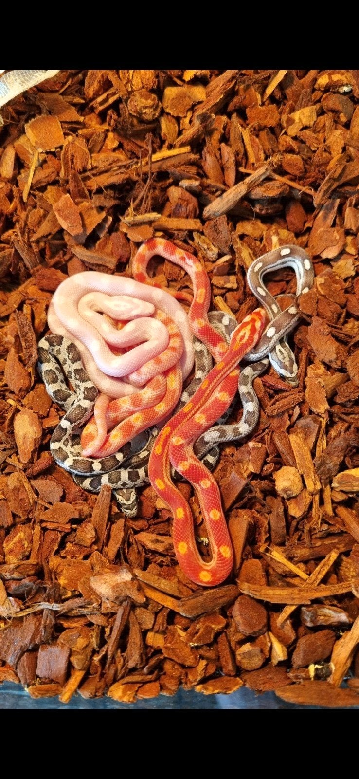 Rattenslangen 2025 Rat Snake - unknown for sale from Tatjana