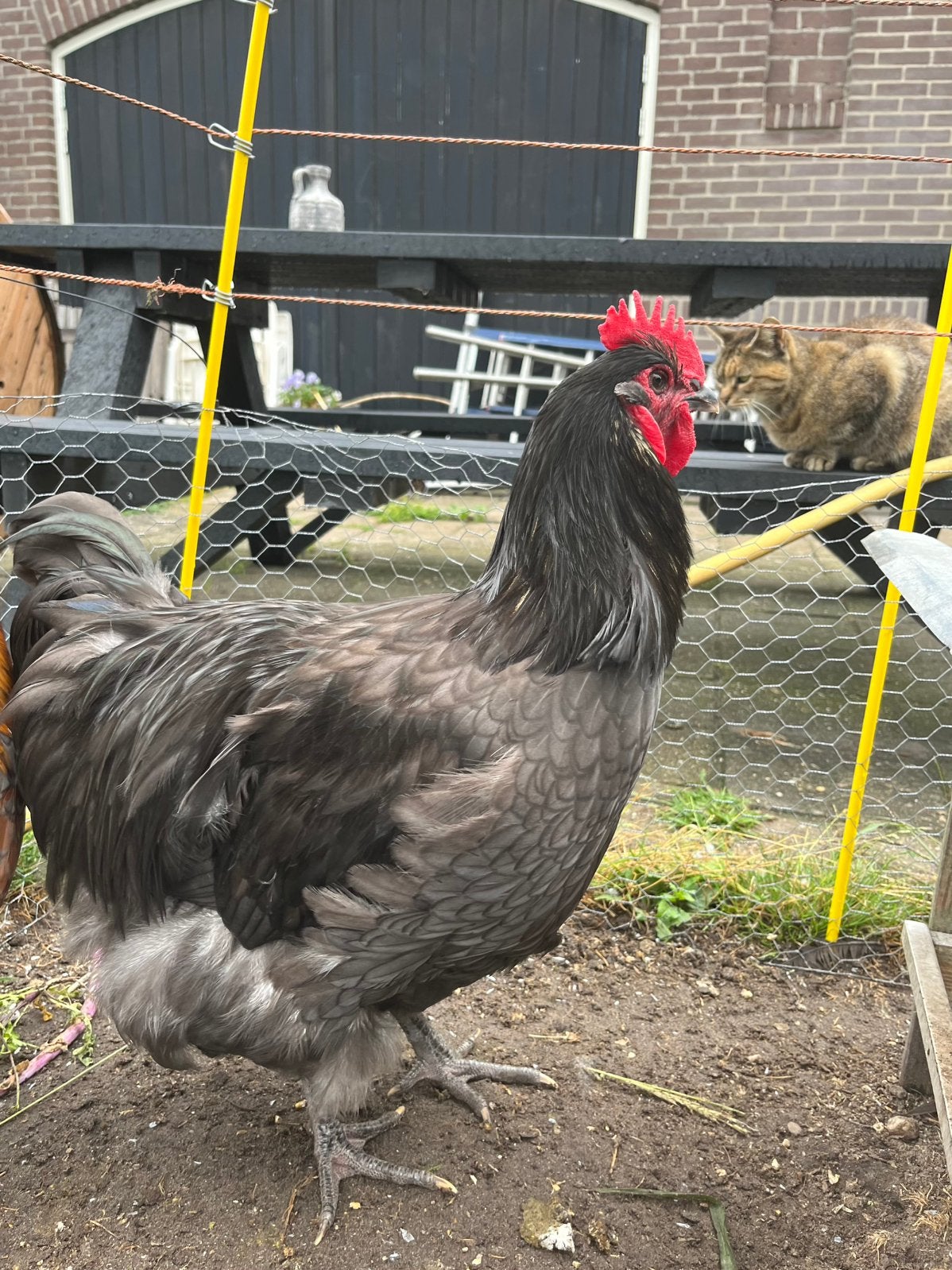 Mooi jonge blauwgezoomde Orpington haan, Mannelijk, Kip