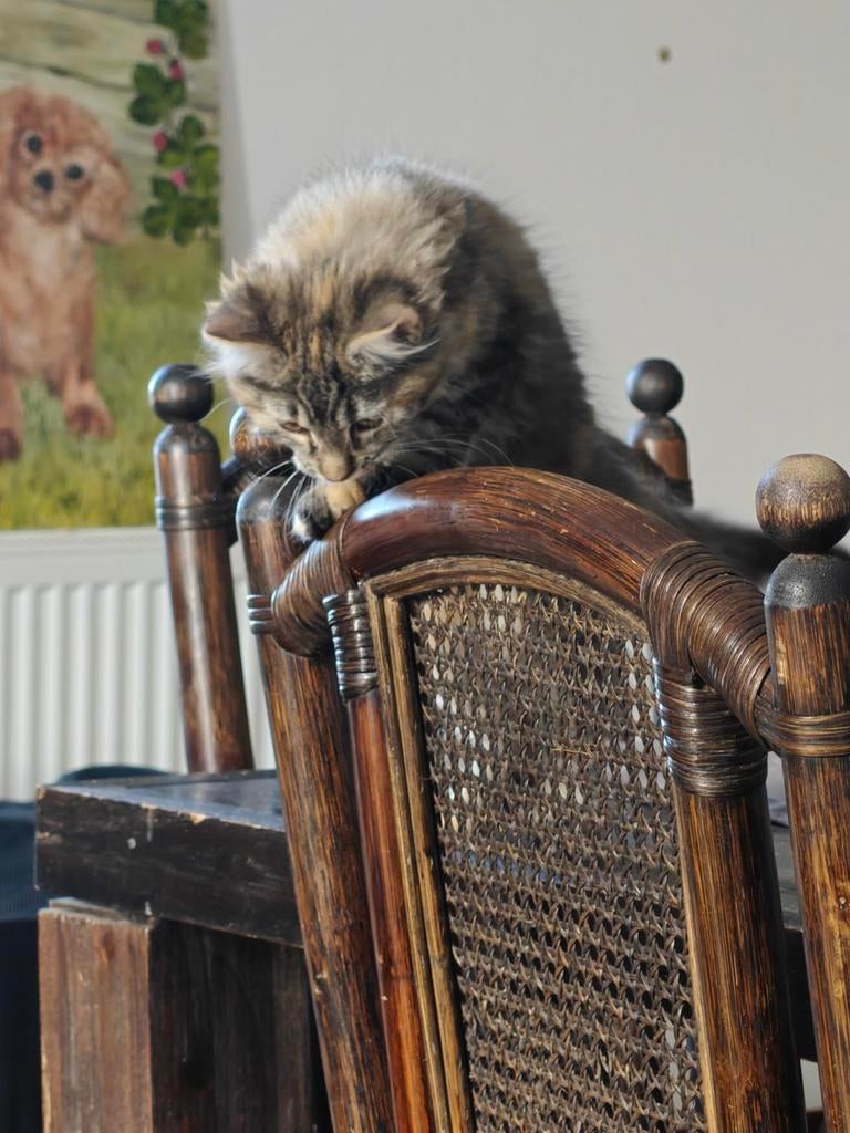 Maine Coon / Noorse Boskat mix kitten (poesje), Poes, Ingeënt, 0 tot 2 jaar