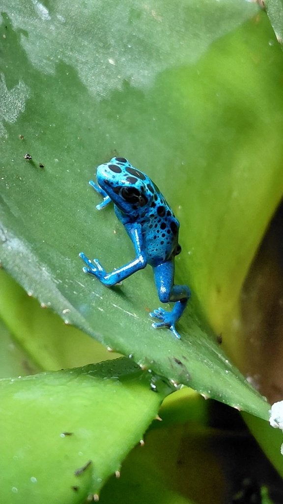 Dendrobates tinctorius ‘Azureus’ Frog - unknown for sale from Aquadeco