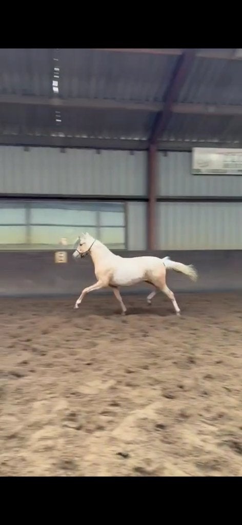 Talent voor de toekomst: 1 jarige sportpony, Merrie, Dressuurpony, 0 tot 2 jaar, Onbeleerd