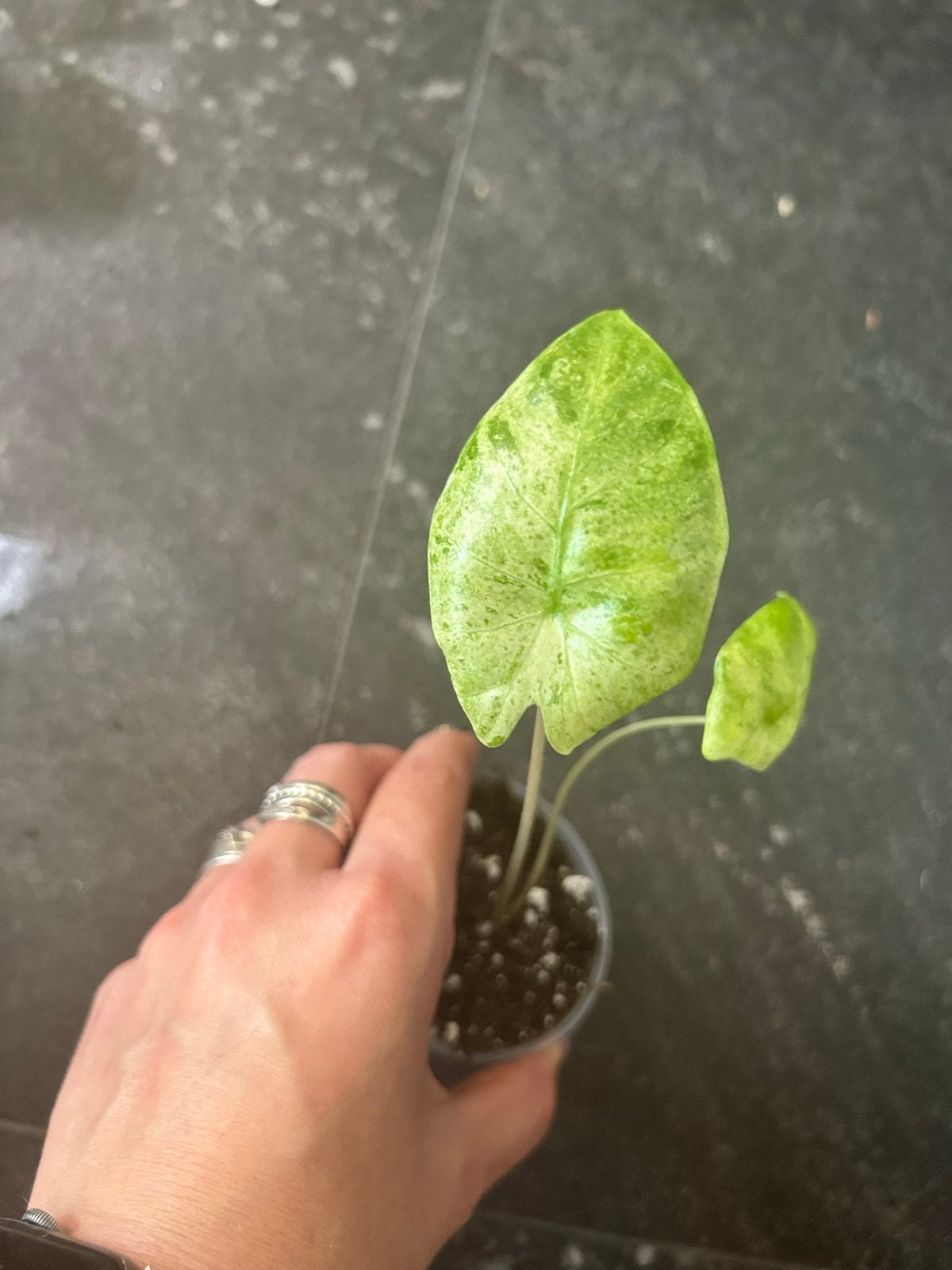 Alocasia Macrorrhiza Splash - Unieke Gevlekte Bladeren, Huis en Inrichting, Kamerplanten, Ophalen of Verzenden, Halfschaduw, Minder dan 100 cm