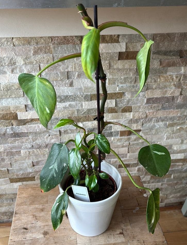 Philondendron “White prinses “ in pot, Overige soorten, In pot, Minder dan 100 cm, Groene kamerplant
