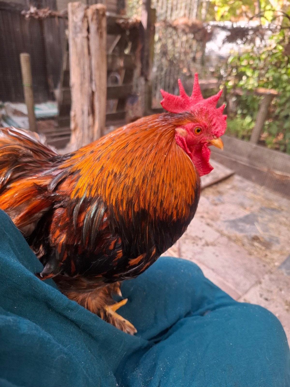 Cochin krielkip, Dieren en Toebehoren, Pluimvee, Mannelijk, Kip