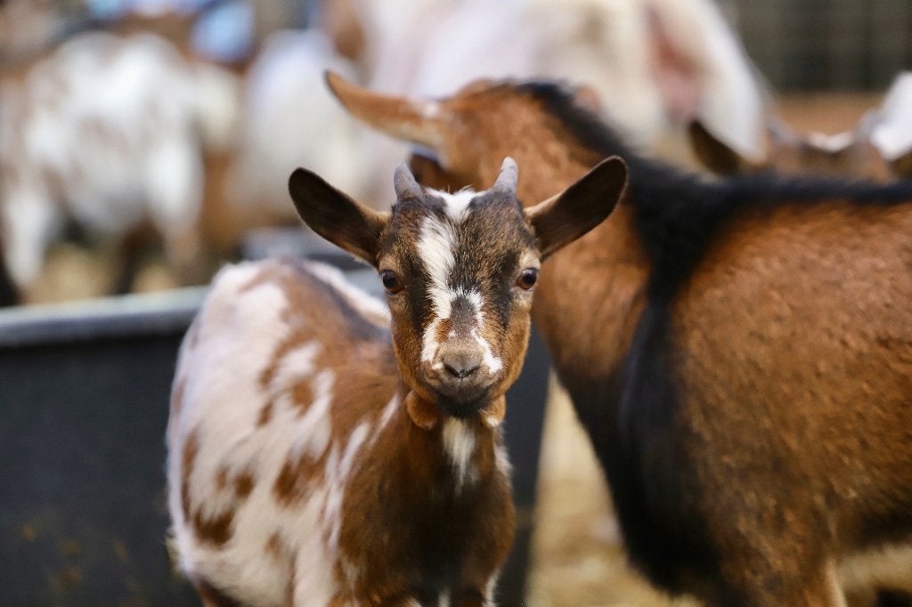 Dwerggeiten | Gezonde tamme geiten | Deskundig advies!, Dieren en Toebehoren, Schapen, Geiten en Varkens, Meerdere dieren, Geit