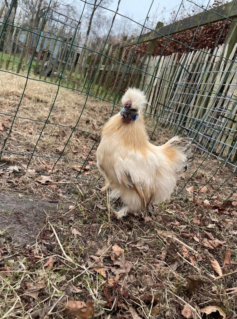 2 Hanen / Haan, Dieren en Toebehoren, Mannelijk, Kip