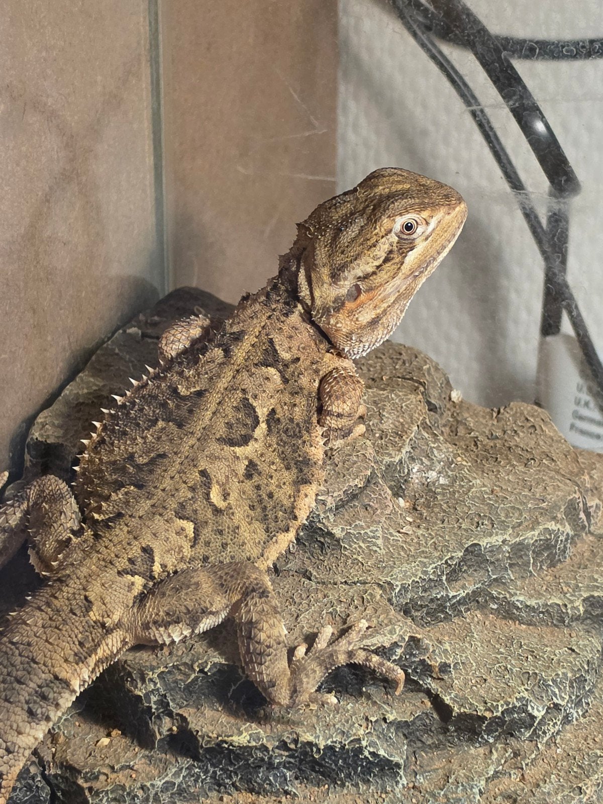 Dwerg baardagaam Bearded Dragon - male for sale from A.