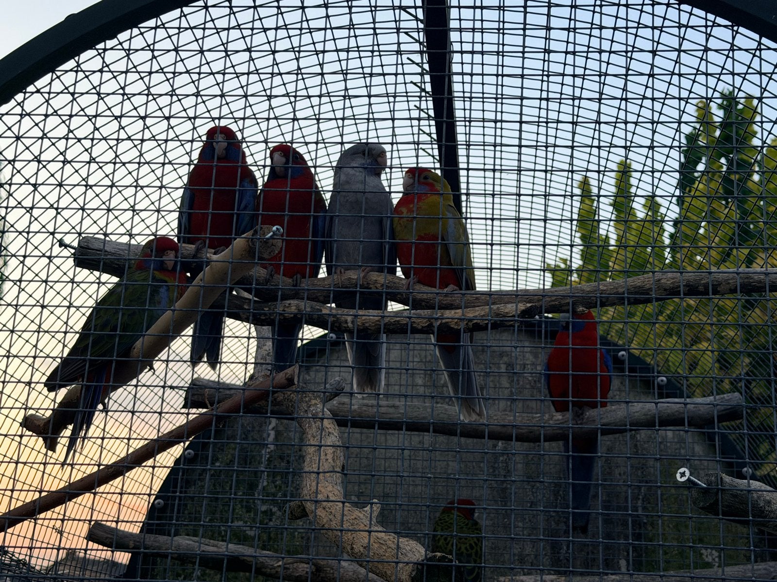 Pennant rosella en strogele, Dieren en Toebehoren, Vogels | Parkieten en Papegaaien, Meerdere dieren, Parkiet, Geringd