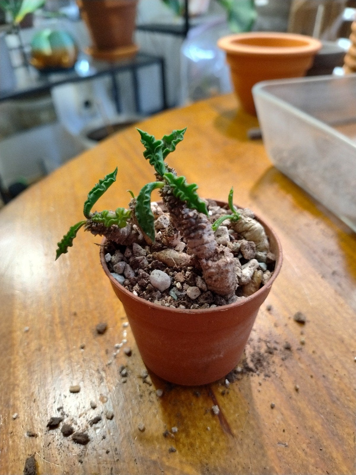 Euphorbia Decayri, Tuin en Terras, Planten | Tuinplanten, Ophalen of Verzenden, Vaste plant, Overige soorten, Halfschaduw