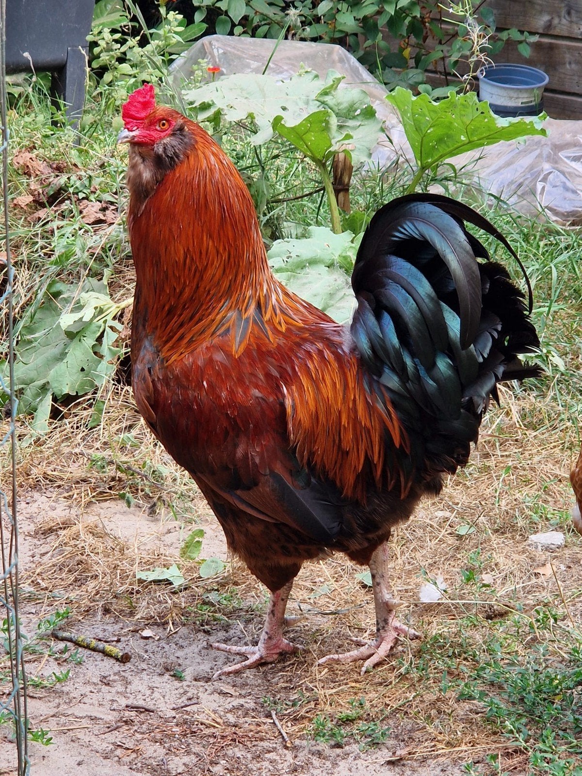 te koop een araucana kruising haan, Mannelijk, Kip