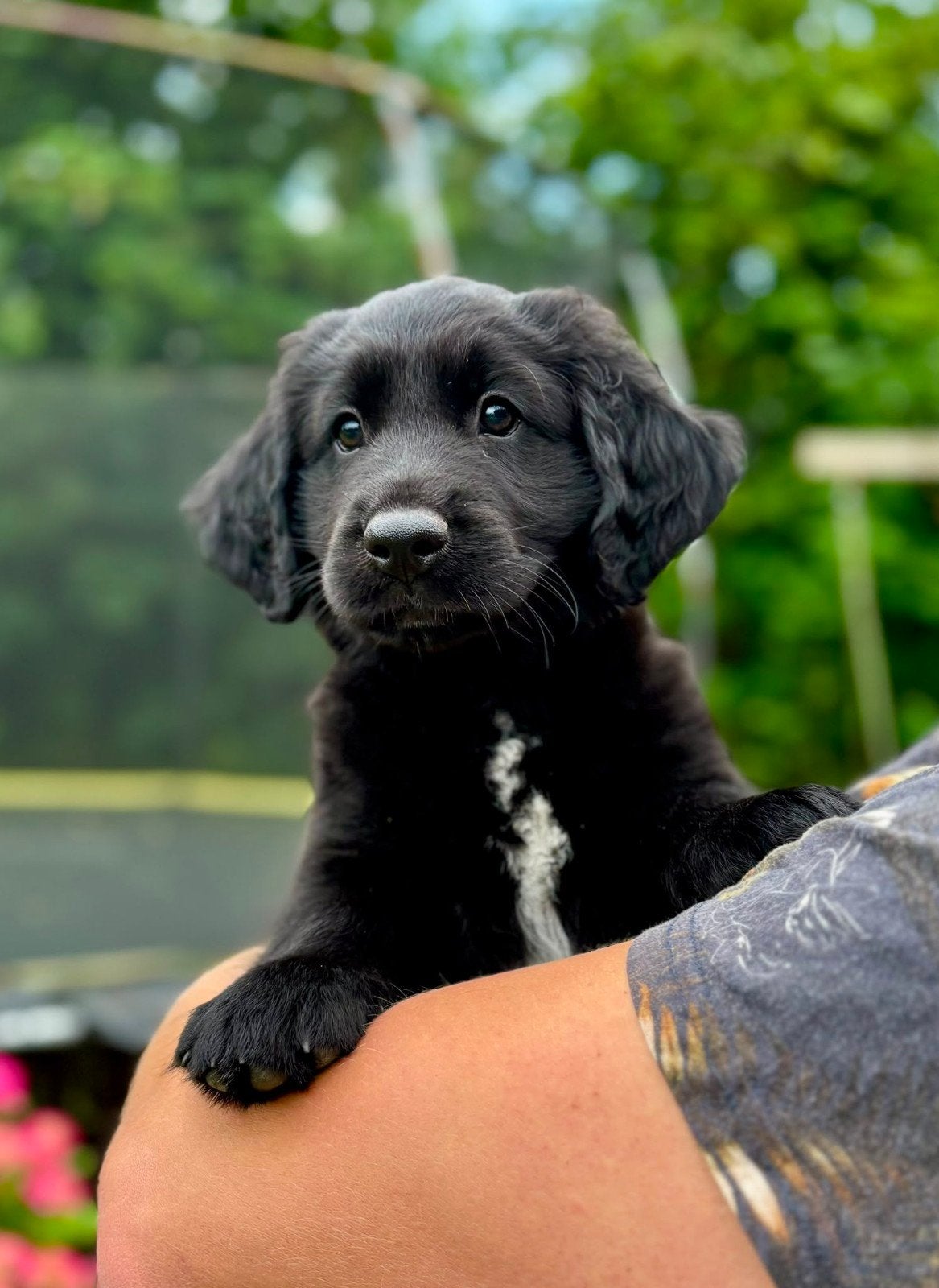 Prachtige reu !, Reu, 8 tot 15 weken, Eén hond, Middel