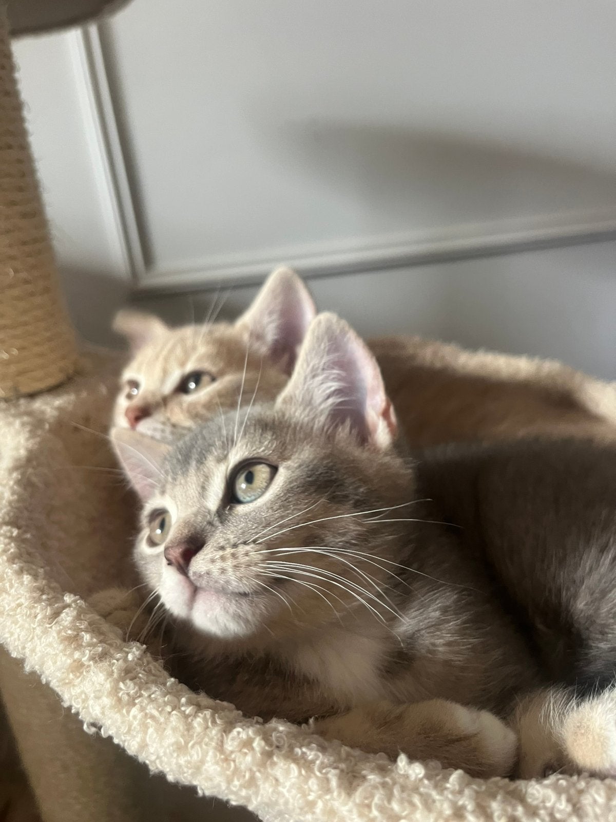 Britse korthaar kitten laatste van het nestje, Kater, Ingeënt
