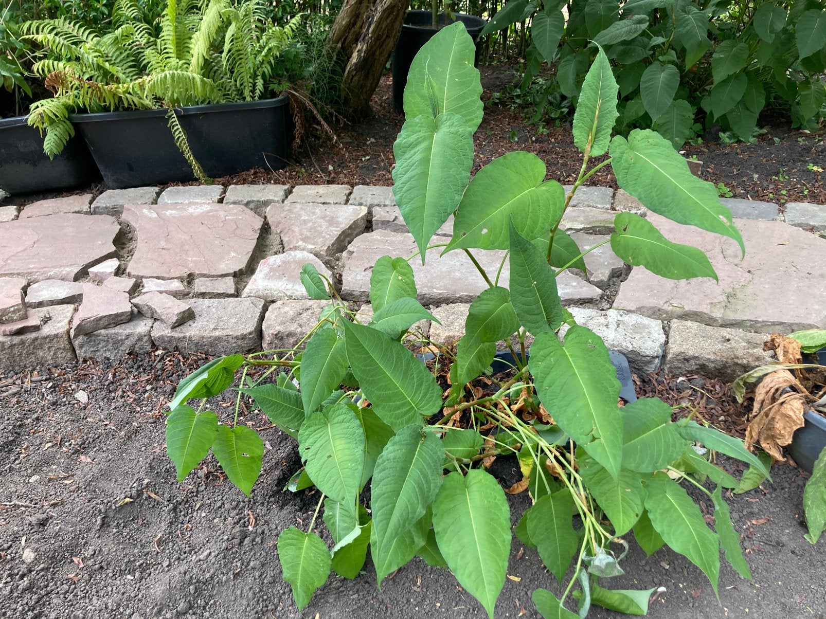 Persicaria, Ophalen, Bodembedekkers, Volle zon, Vaste plant