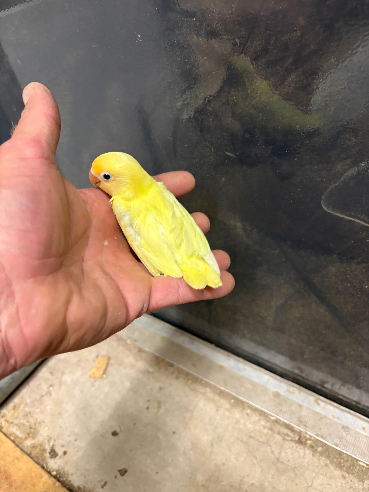 Fischeri agapornis geel, Amfibie, 0 tot 2 jaar