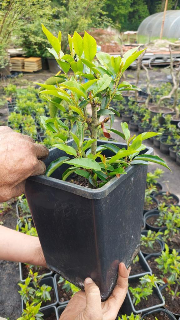 Portugese Laurier (Prunus L Angustifolia) 3,- tot 3,50  p/st, Overige soorten, Volle zon, Vaste plant, Ophalen of Verzenden