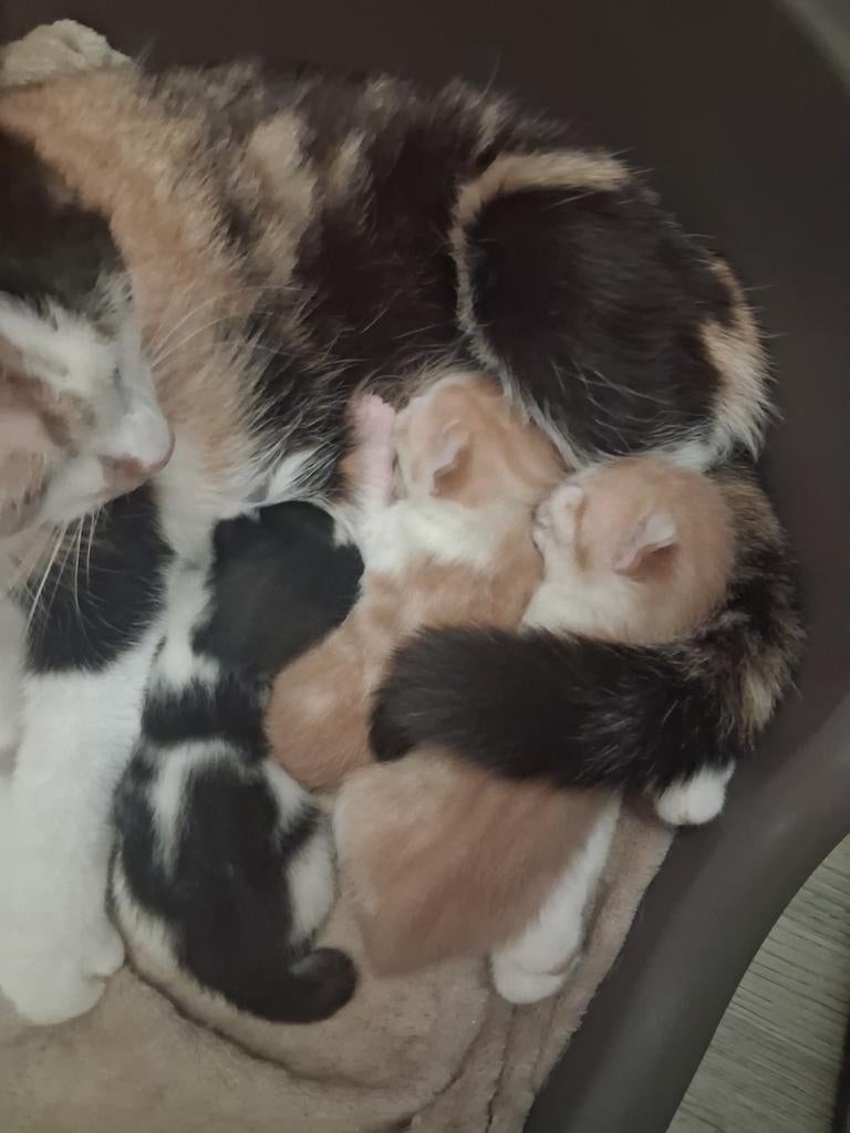 Kittens te koop GERESERVEERD, Kater, Kortharig, 0 tot 2 jaar
