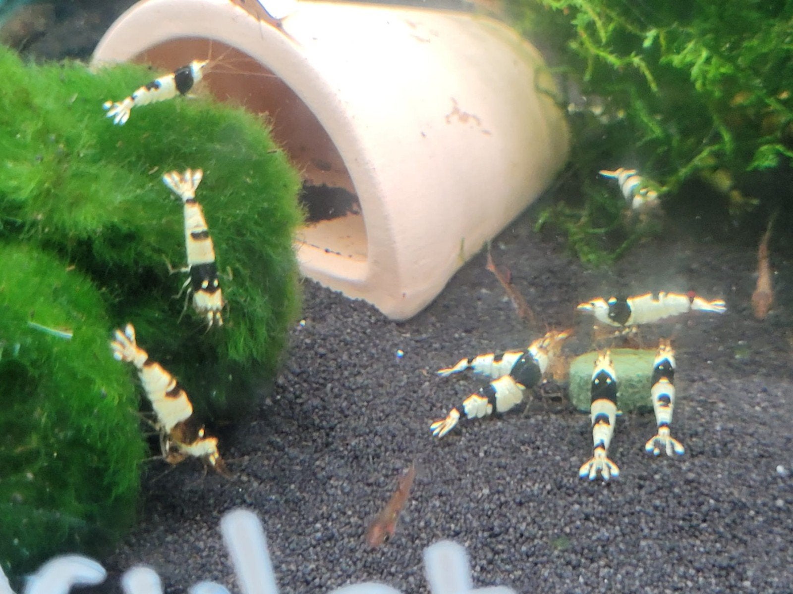 Hobbyaquarium Crystal Black garnalen / volwassen, Kreeft, Krab of Garnaal, Zoetwatervis, Schoolvis