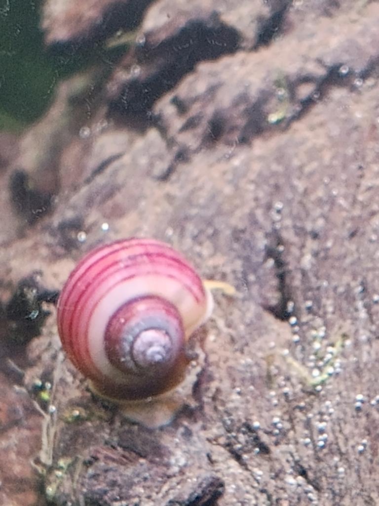 Appelslak, Dieren en Toebehoren, Vissen | Aquariumvissen, Vis