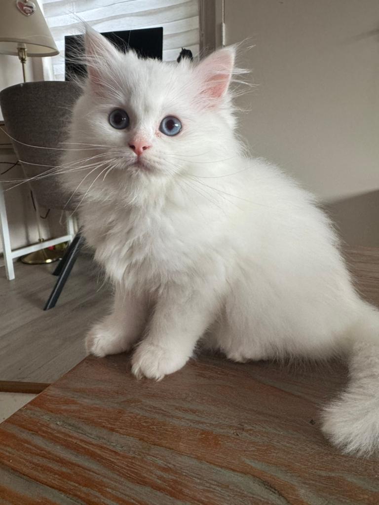 Britse langhaar x Heilige Birmaan poesje, Poes, Gechipt, 0 tot 2 jaar