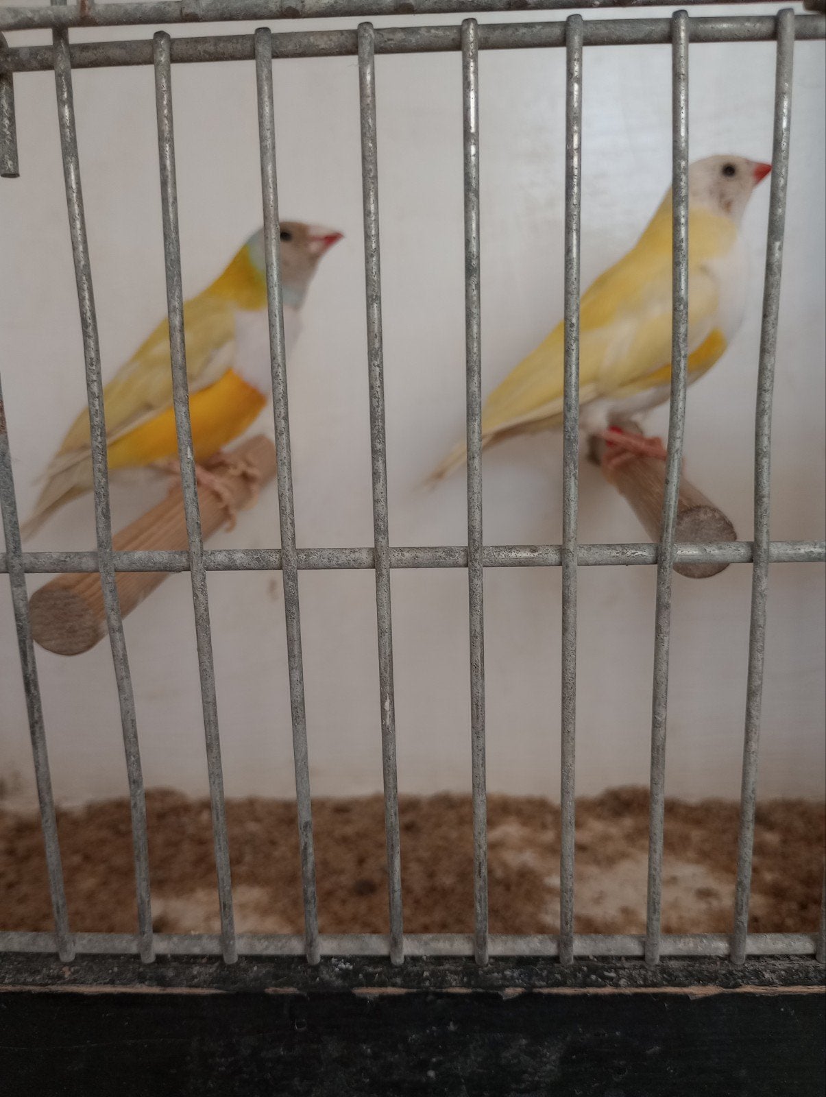 koppel gould amandines, Dieren en Toebehoren, Vogels | Overige Vogels, Meerdere dieren