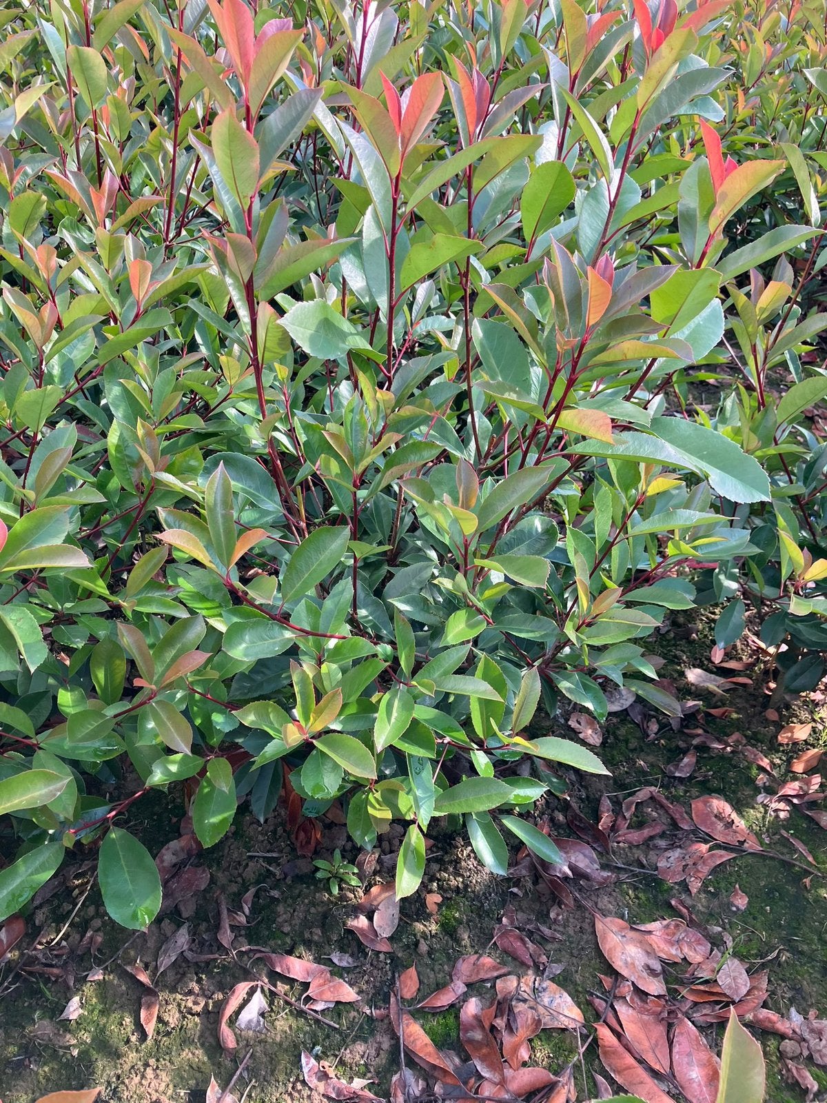 Glansmispel Photinia Red Robin haagplanten 60 t/m 120cm, Tuin en Terras, Volle zon, Vaste plant, Lente, Ophalen