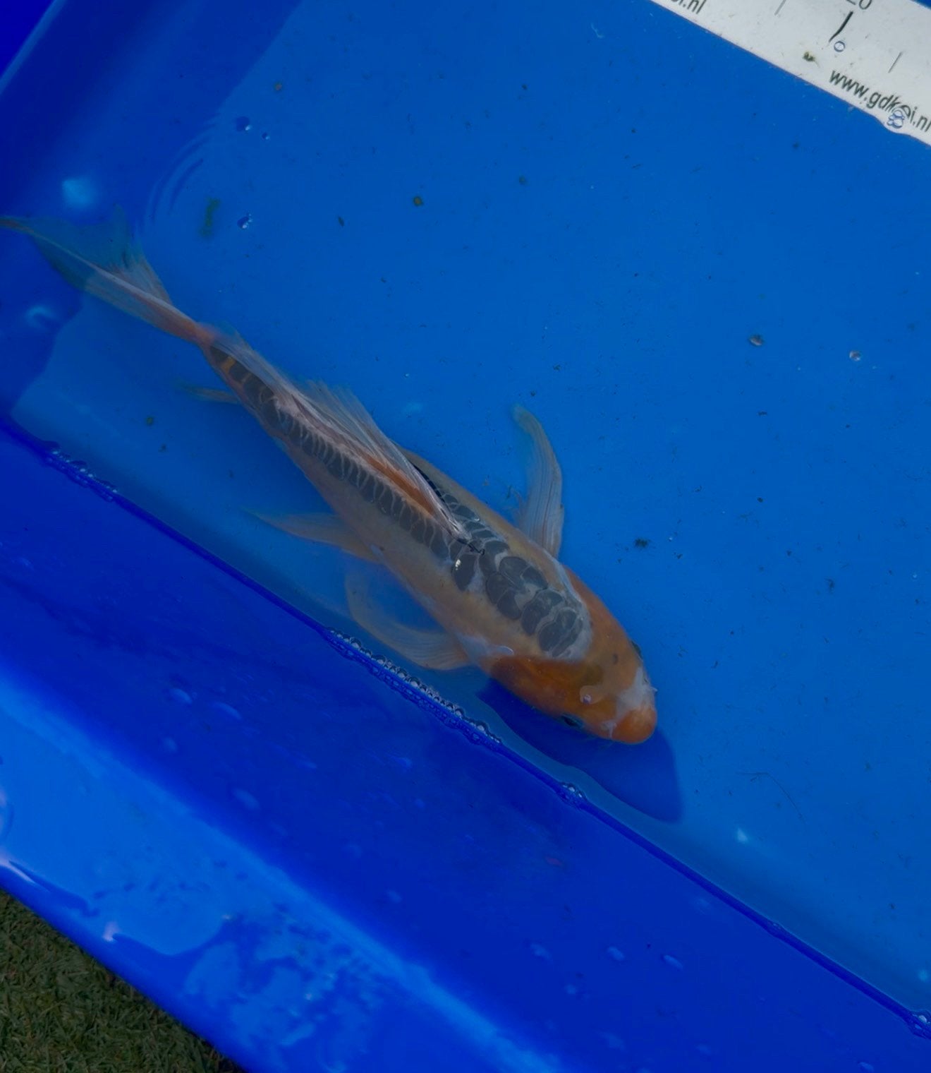 Shusui butterfly koi, Karper of Koi