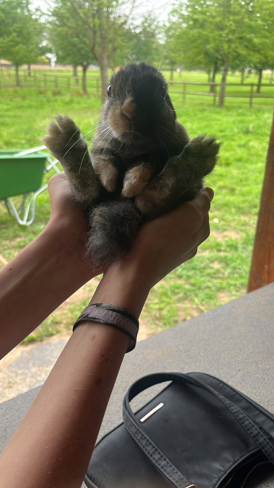 Gratis baby konijntjes, Dieren en Toebehoren, Pluimvee, Meerdere dieren, Overige soorten