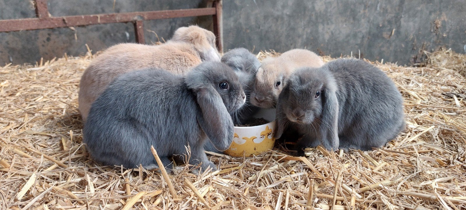 te koop dwerg hangoor konijntjes, Dieren en Toebehoren, Meerdere dieren, Dwerg, Hangoor