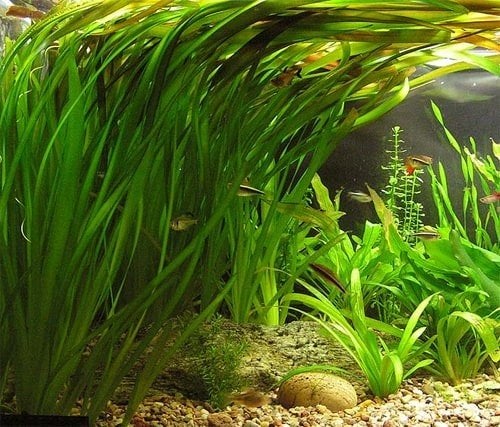 diverse aquarium planten gezocht., Dieren en Toebehoren, Ophalen, Plant(en), Steen of Hout