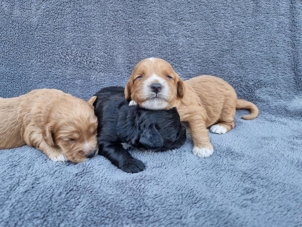 Cockapoo pups F1, Dieren en Toebehoren, Honden | Niet-rashonden, Parvo, 8 tot 15 weken, Meerdere, Meerdere dieren