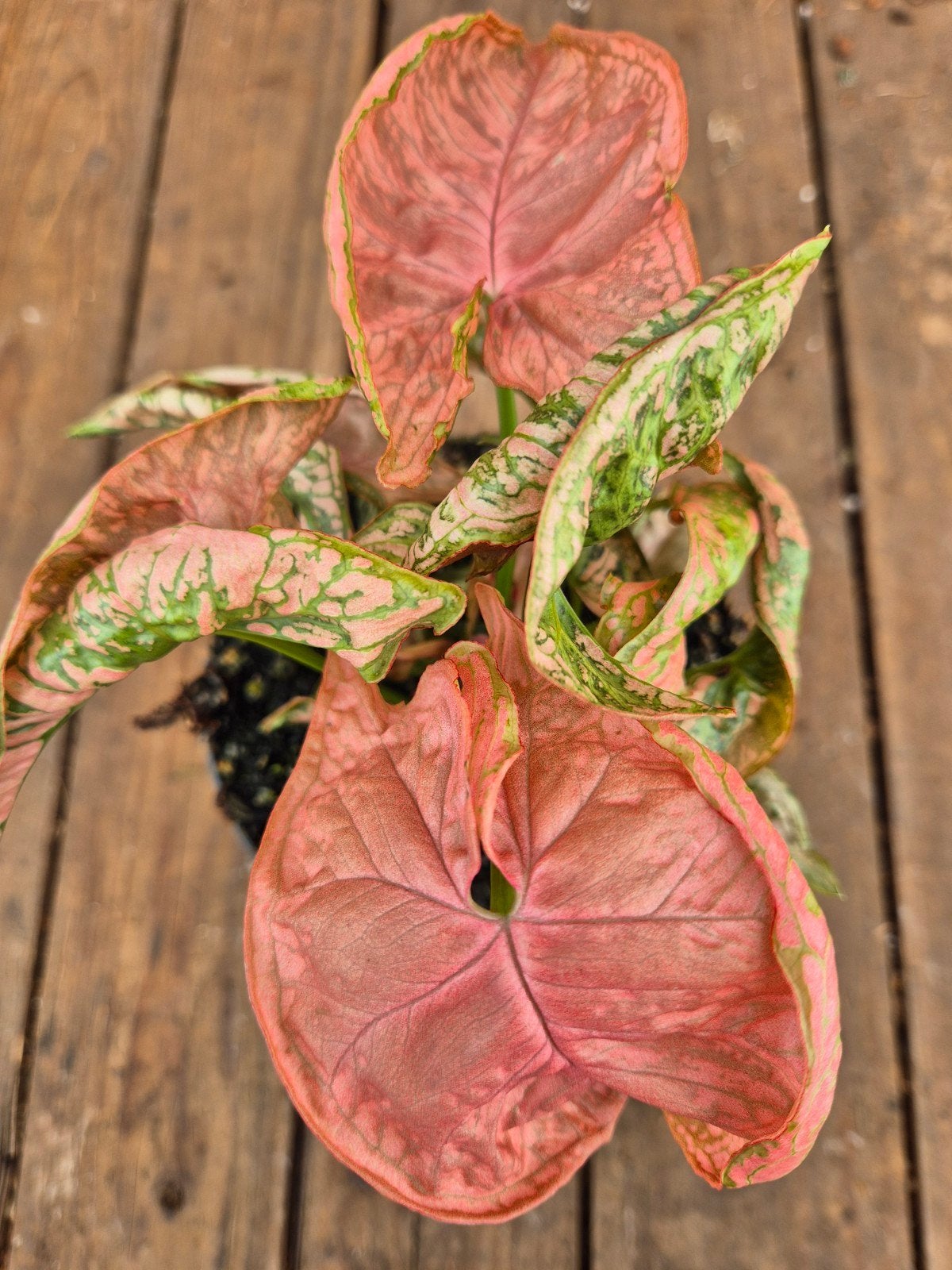 Syngonium Chameleon Pink p12 (2), Huis en Inrichting, Ophalen of Verzenden, Halfschaduw, Minder dan 100 cm