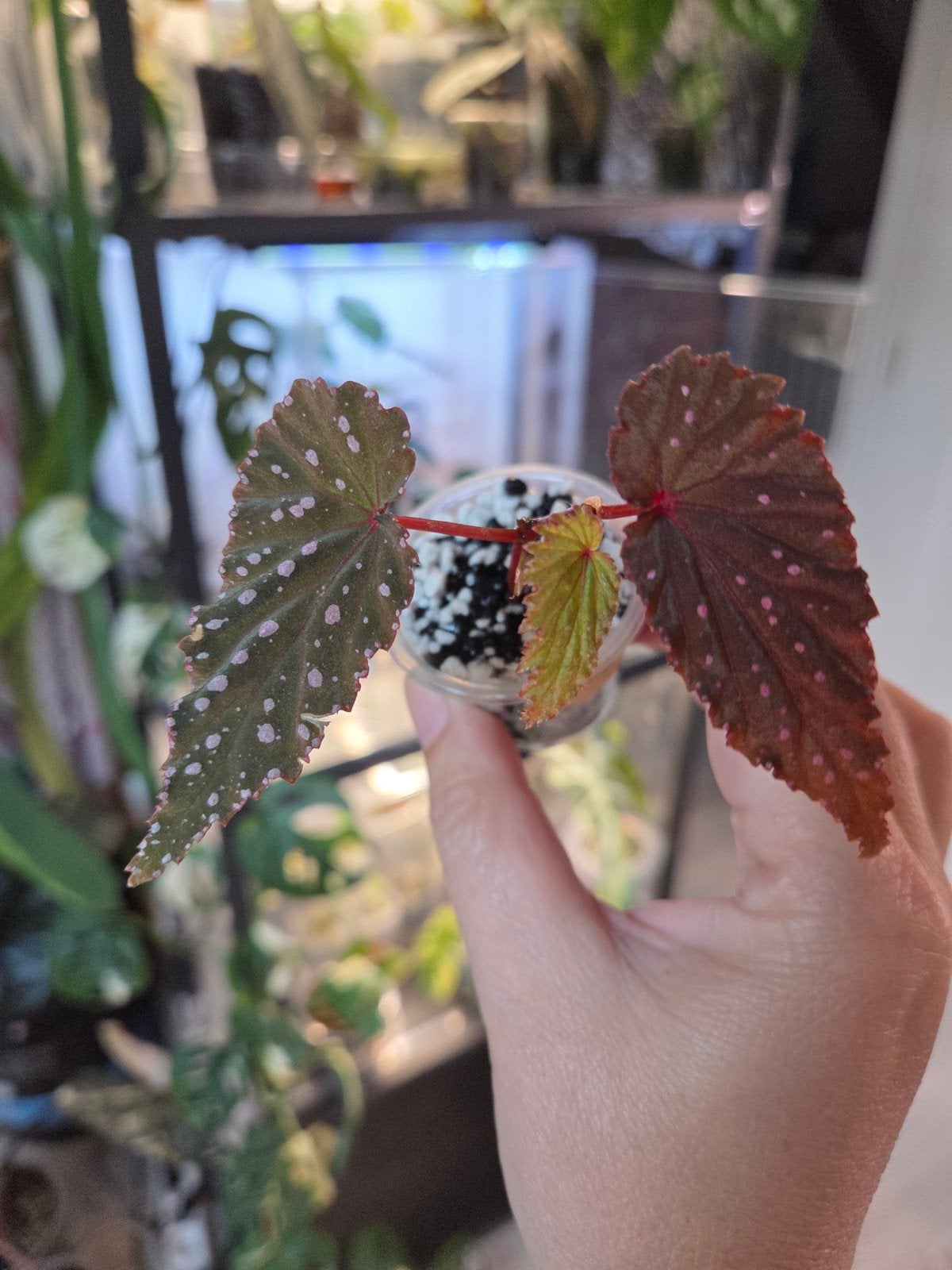 Begonia sumatra spotted, Ophalen of Verzenden, Halfschaduw, Minder dan 100 cm