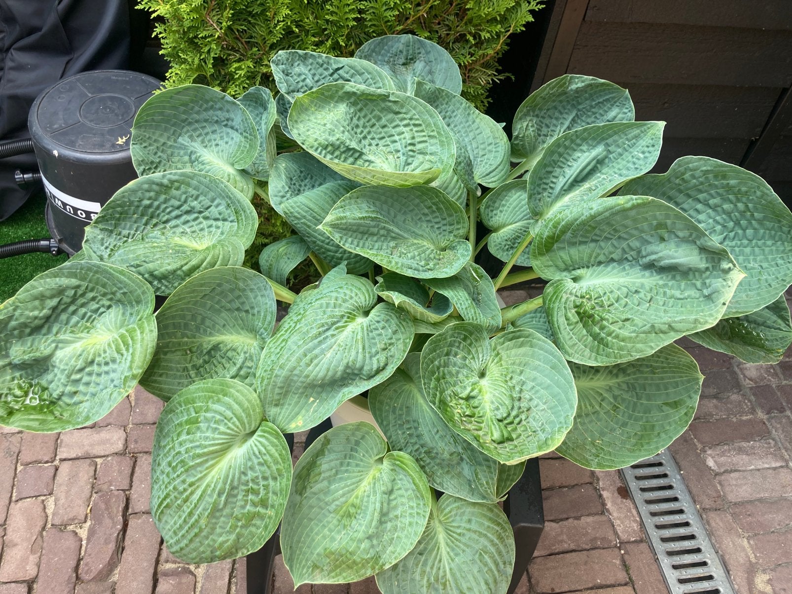 Mooie gezonde Hosta, Ophalen of Verzenden, Overige soorten, Halfschaduw