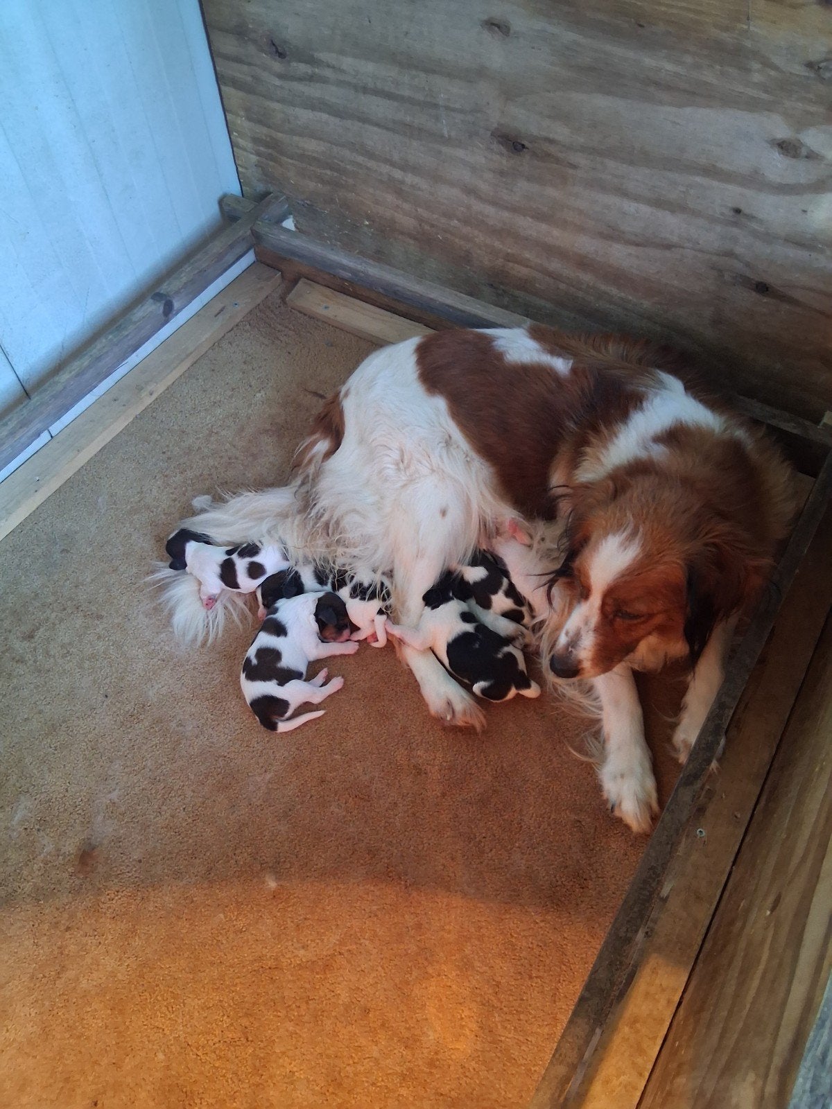 prachtige kooiker pups, Overige rassen, 8 tot 15 weken, Meerdere, Meerdere dieren