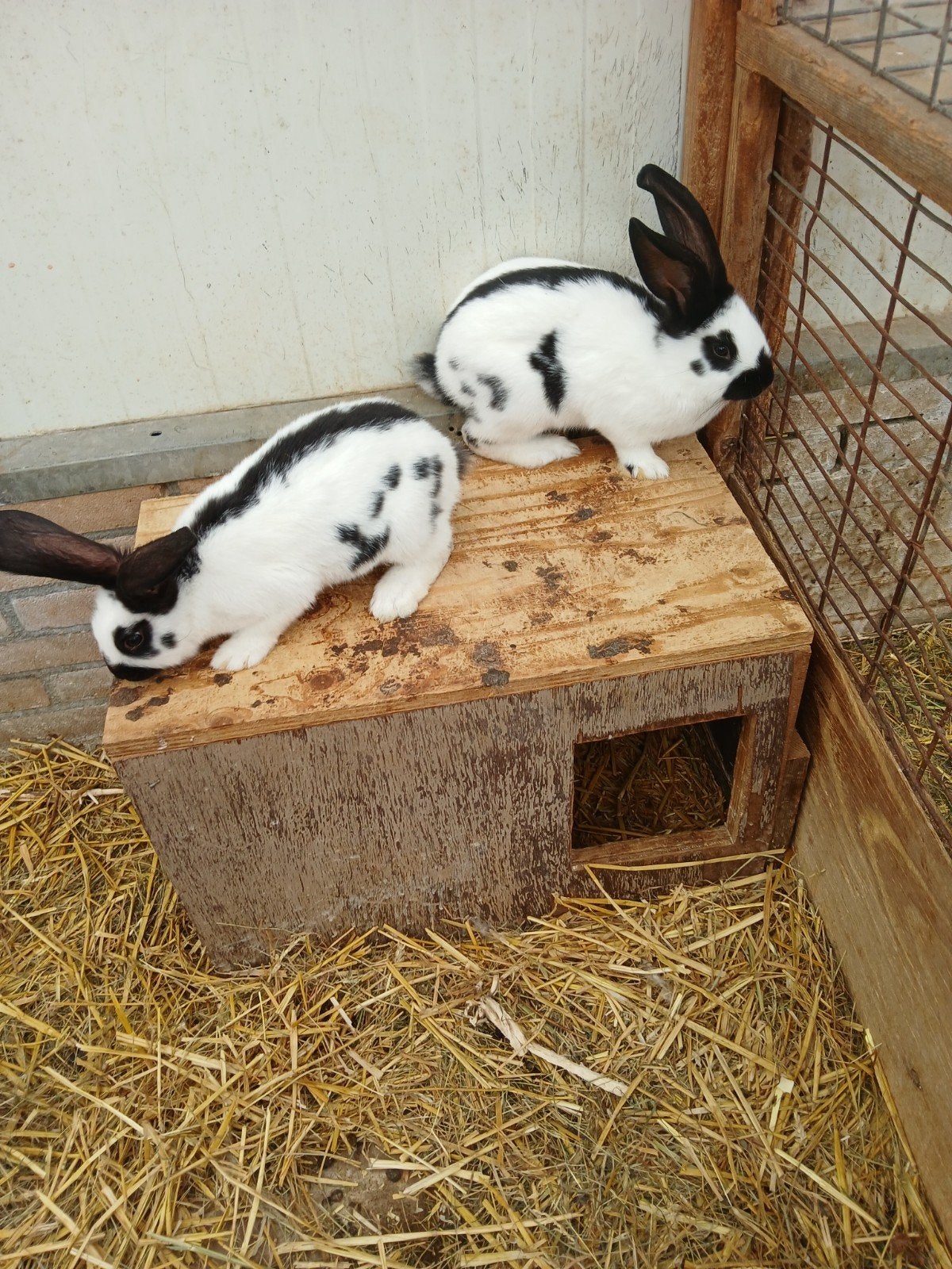 2 mooie jonge groot Lotharinger rammetjes, Dieren en Toebehoren, Mannelijk, Groot, 0 tot 2 jaar