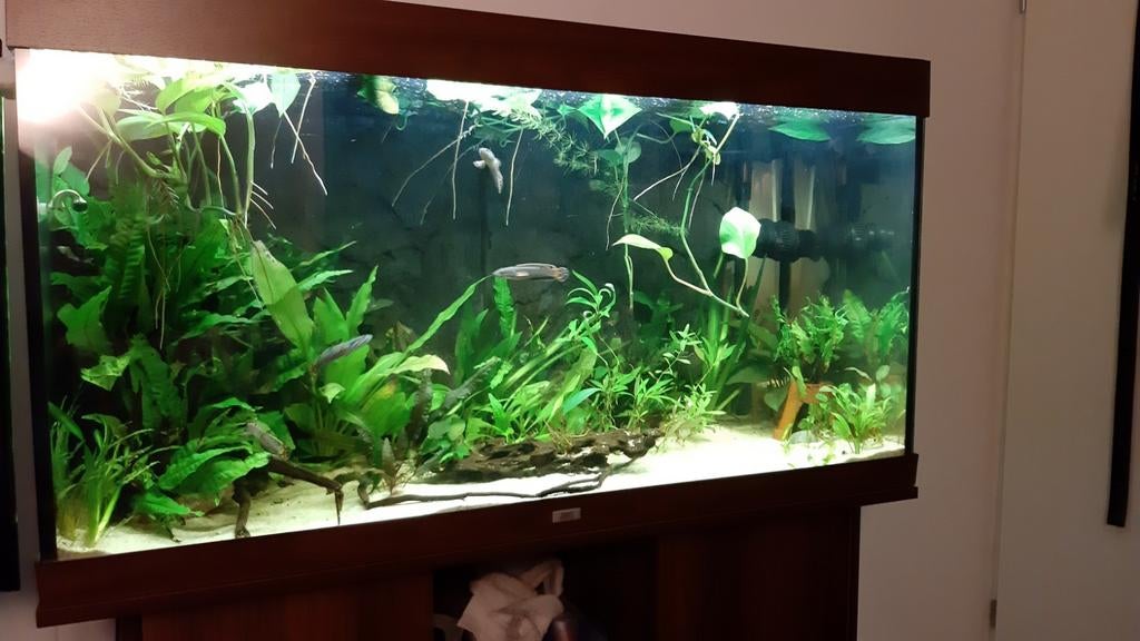 Juwel Rio 300 Aquarium Compleet, Dieren en Toebehoren, Gebruikt, Aquariummeubel, Ophalen of Verzenden, Juwel