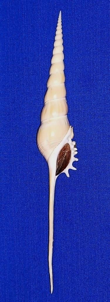 Schelpen, Tibia fusus, Ophalen of Verzenden, Schelp(en)